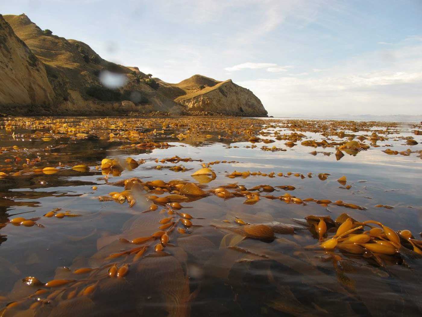 Photo Credit: Christopher Cornwall