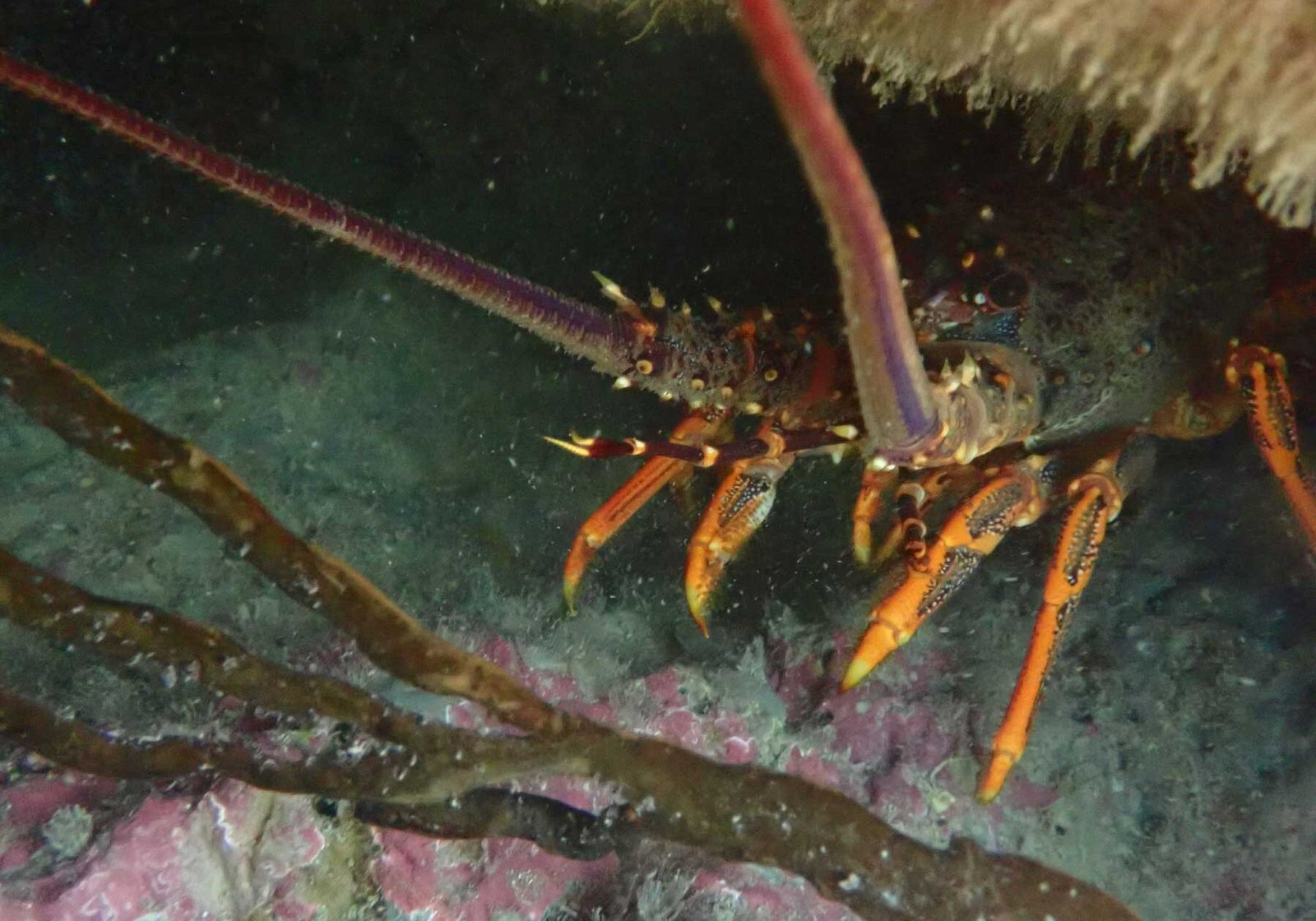 P9010622 Photo Credit: Christopher Cornwall